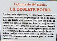 12 - Legume du 19e - La Tomate Poire.jpg
